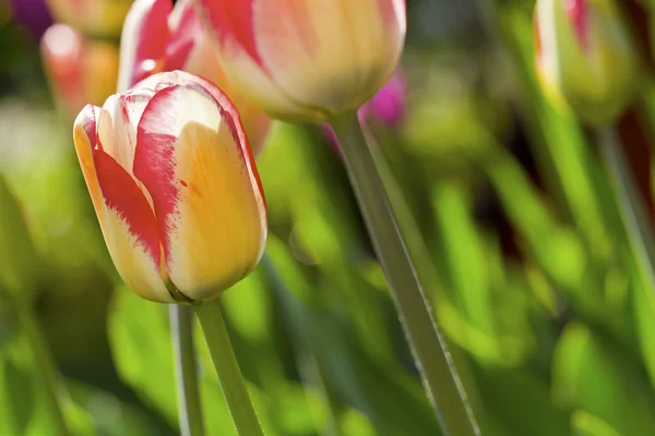 Tulpen bunt — Stockfoto