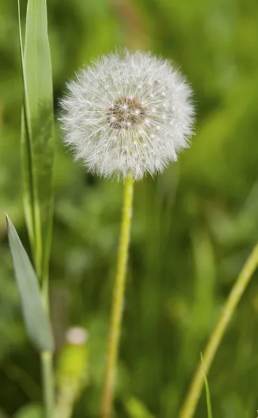 Paardebloem met groen gras — Stockfoto