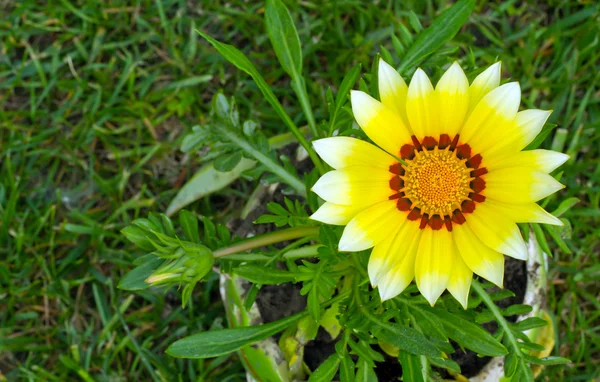 Sarı çiçek yeşil çimen — Stok fotoğraf