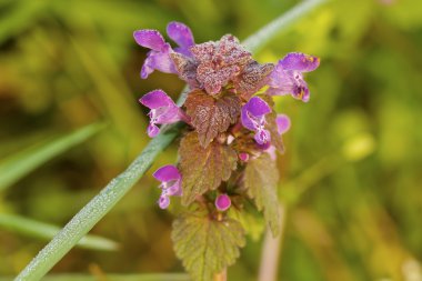 pembe kır çiçeği