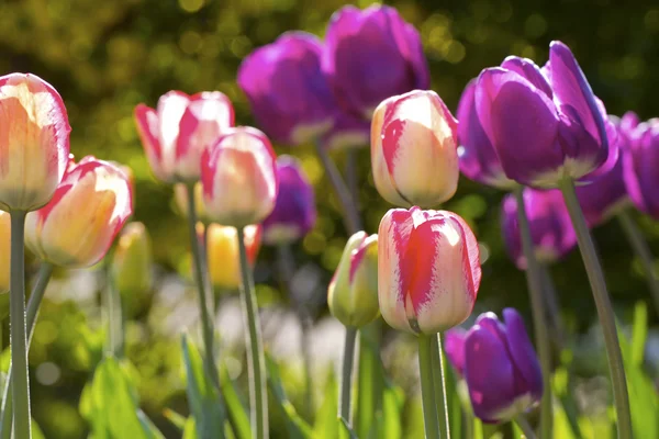 Barevné tulipány — Stock fotografie