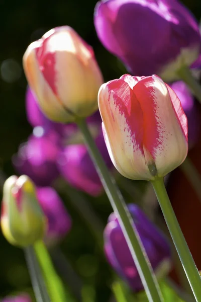 Closeup tulipány — Stock fotografie