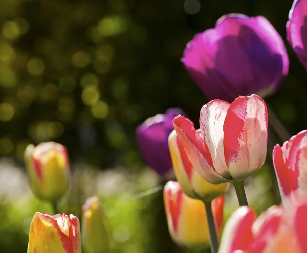 Tulipanes coloridos — Foto de Stock