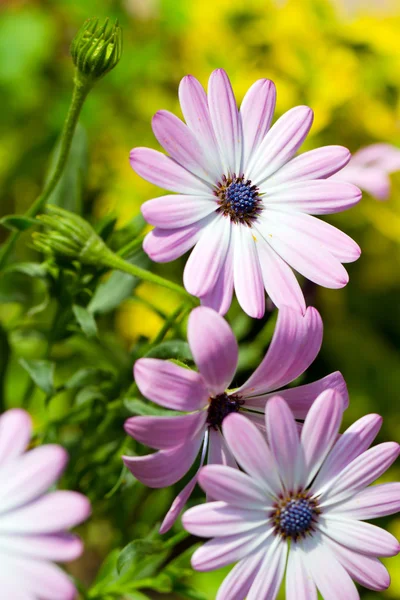 Rosa blommor — Stockfoto