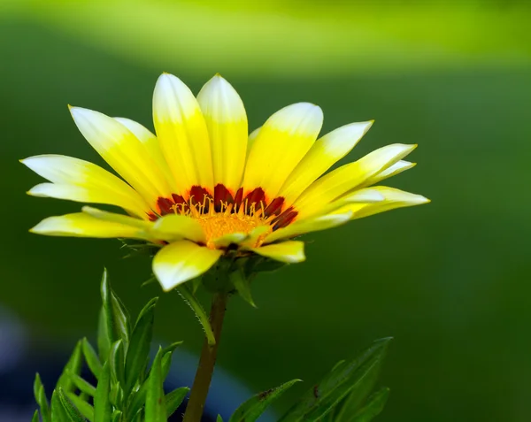 Yeşil arka plana sahip sarı çiçeğe — Stok fotoğraf