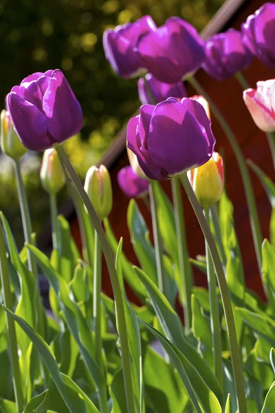 Bunte Tulpen — Stockfoto