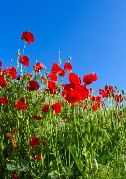 Flores de papoula — Fotografia de Stock