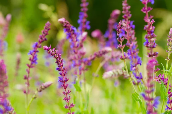 Blålila blommor — Stockfoto