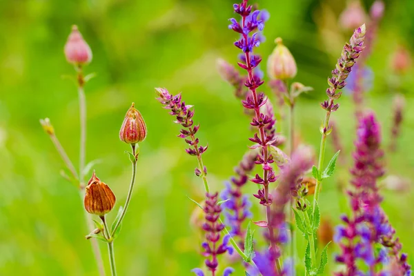 Flores silvestres — Foto de Stock