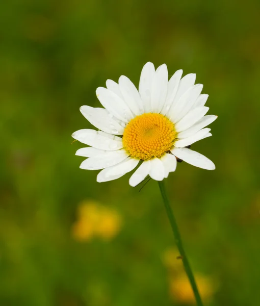 Wild chamomile on a meadow — Stock Photo, Image