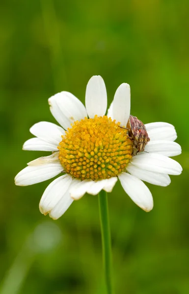 Bugg en blomma — Stockfoto
