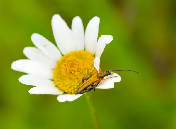 Longhorn bug une fleur — Photo