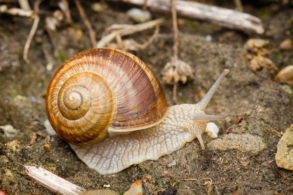 Snail closeup — Stock Photo, Image
