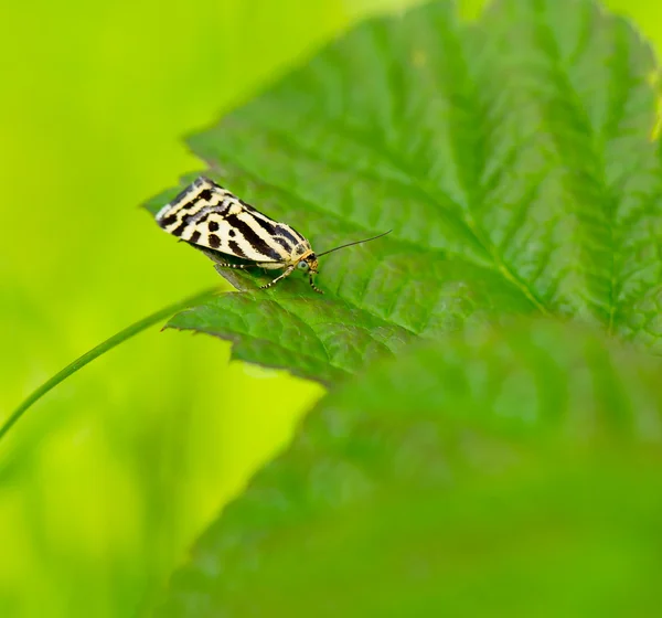 Butterfly an green leaf — Stock Photo, Image