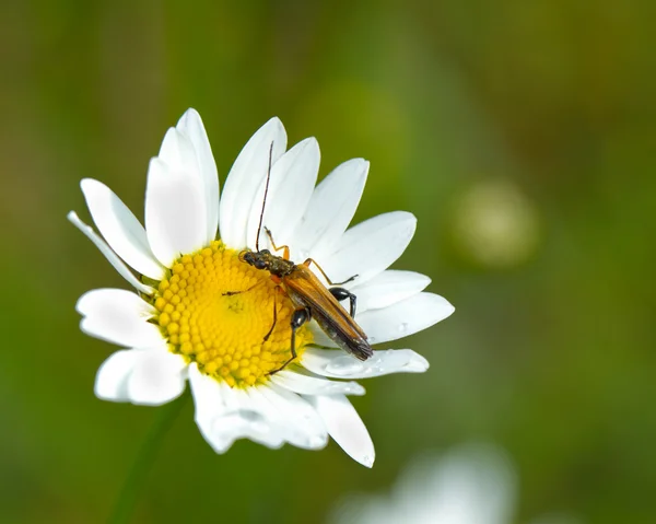 Bug une fleur — Photo
