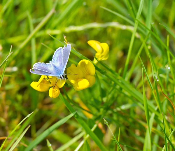 Motyl błękitny — Zdjęcie stockowe