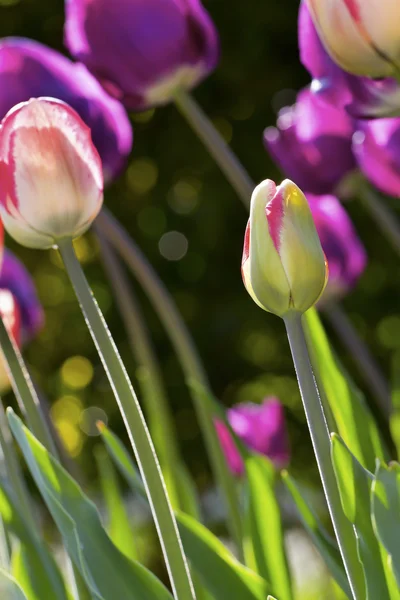 Tulipány v slunečný den — Stock fotografie