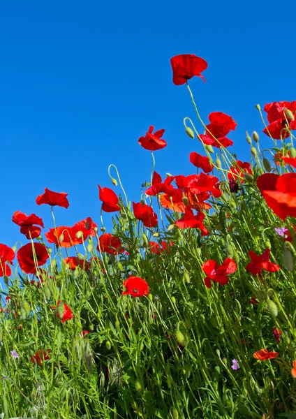 Papaver backgrond — Stockfoto