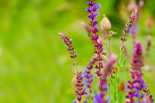 Vilda blommor — Stockfoto