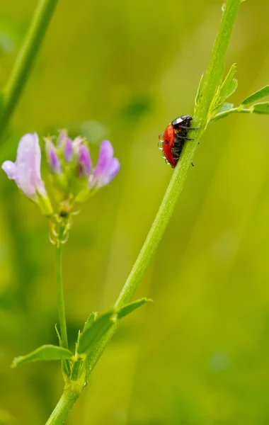 Ladybugs an flower — Stock Photo, Image