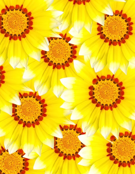 Yellow flower background — Stock Photo, Image