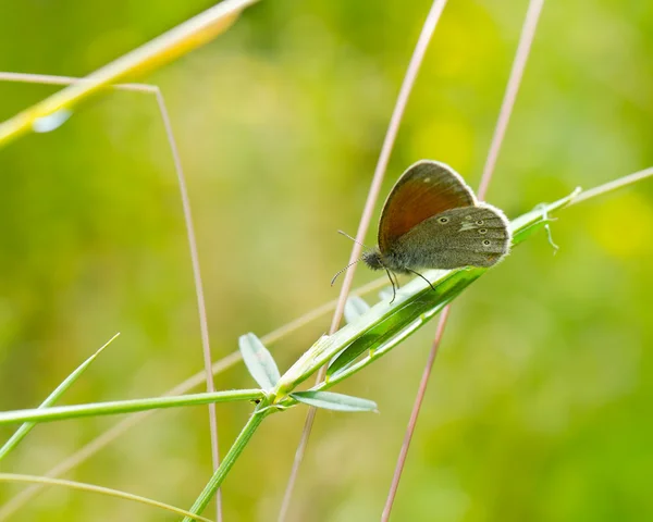 Butterfly outdoor — Stock Photo, Image