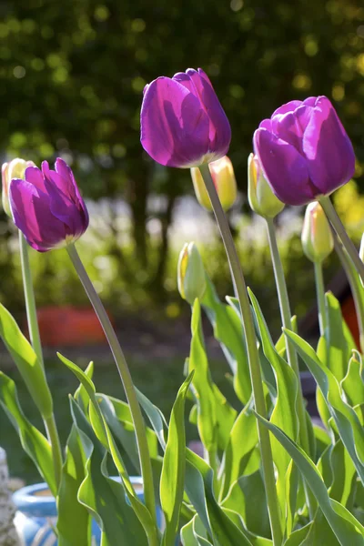 Tulipani primaverili colorati — Foto Stock