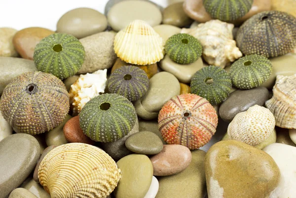 Sjöborre och pebbles — Stockfoto
