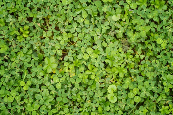 Leaf clover bakgrund — Stockfoto