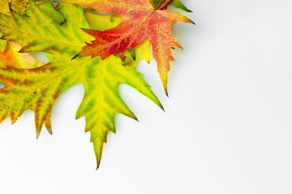 Sonbahar akçaağaç yaprağı izole — Stok fotoğraf