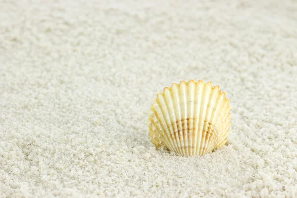 Conchiglie con sabbia — Foto Stock