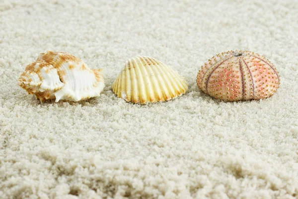 Conchiglie con sabbia — Foto Stock