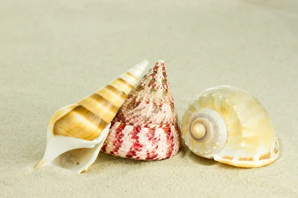 Sea shells — Stock Photo, Image