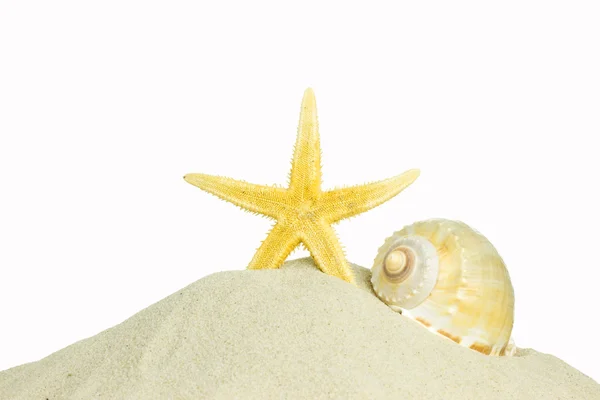 Concha e estrelas do mar — Fotografia de Stock