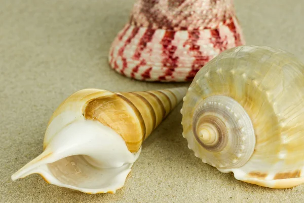 Sea shell — Stock Photo, Image