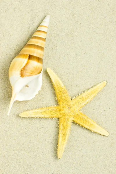 砂と海の貝殻 — ストック写真