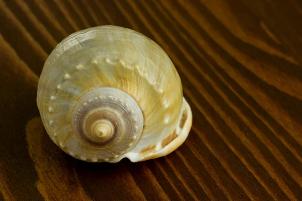 Seashell — Stock Photo, Image