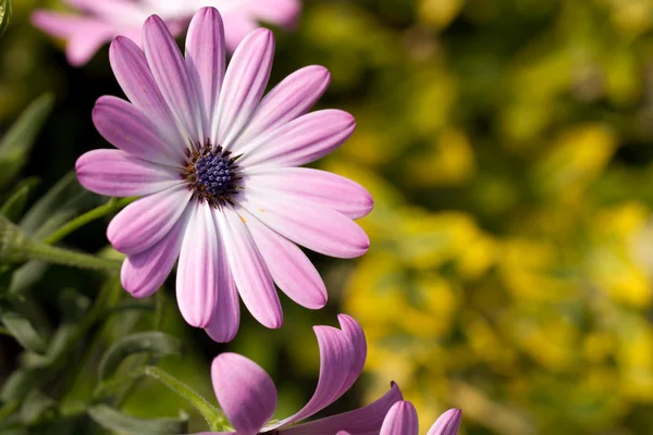 Rosa Blume — Stockfoto