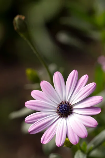 Pembe çiçek — Stok fotoğraf