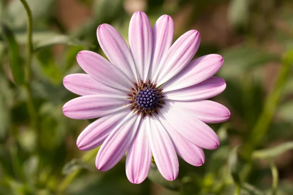 Pembe çiçek — Stok fotoğraf