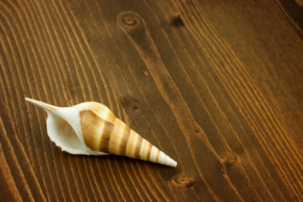 Sea shell — Stock Photo, Image