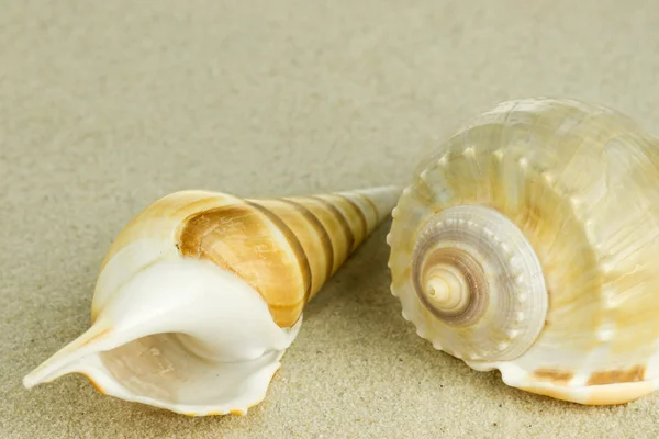 Sea shell in sand — Stock Photo, Image