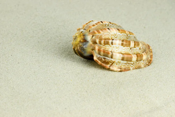 Guscio di mare in sabbia — Foto Stock