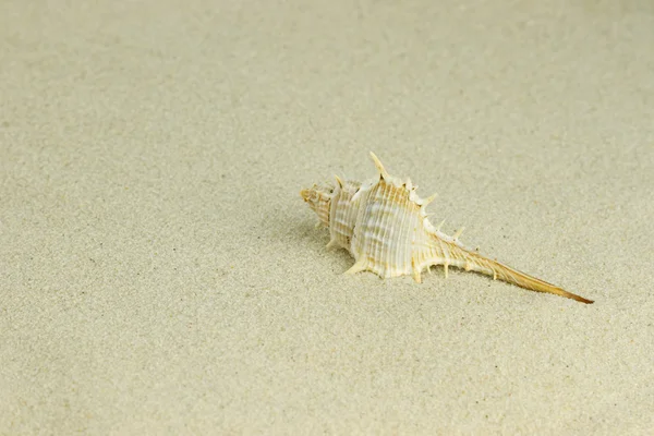 Concha do mar na areia — Fotografia de Stock