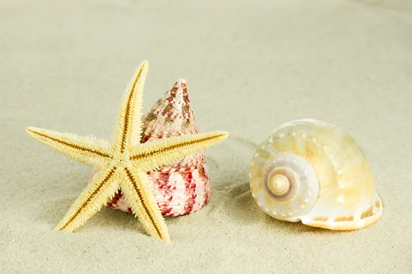 Sea shells with sand — Stock Photo, Image