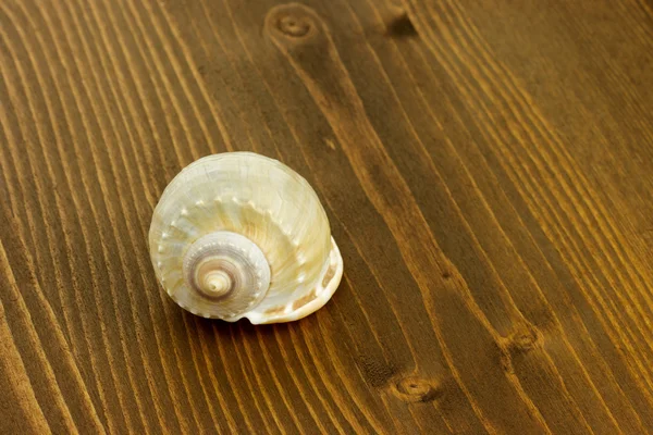 Sea shell — Stock fotografie