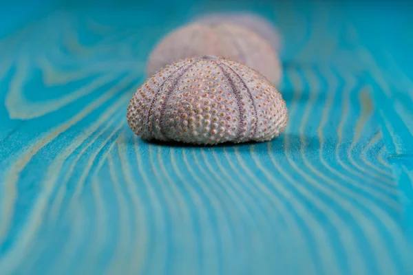 Sea urchins — Stock Photo, Image