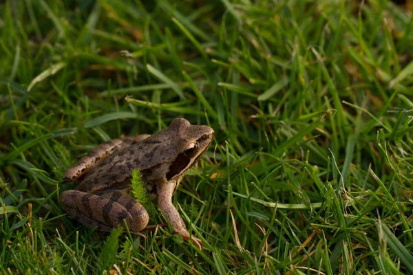 일반적인 개구리 — 스톡 사진