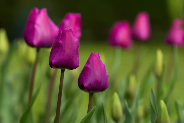 Tulipanes — Foto de Stock