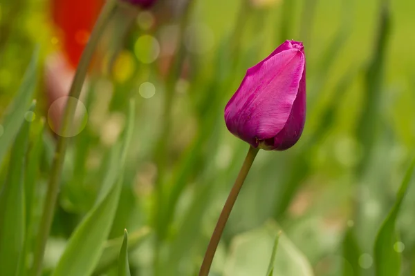 Tulipan — Zdjęcie stockowe